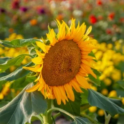 Sonnenblume 'Sunspot' - Große Blüten auf dem Balkon