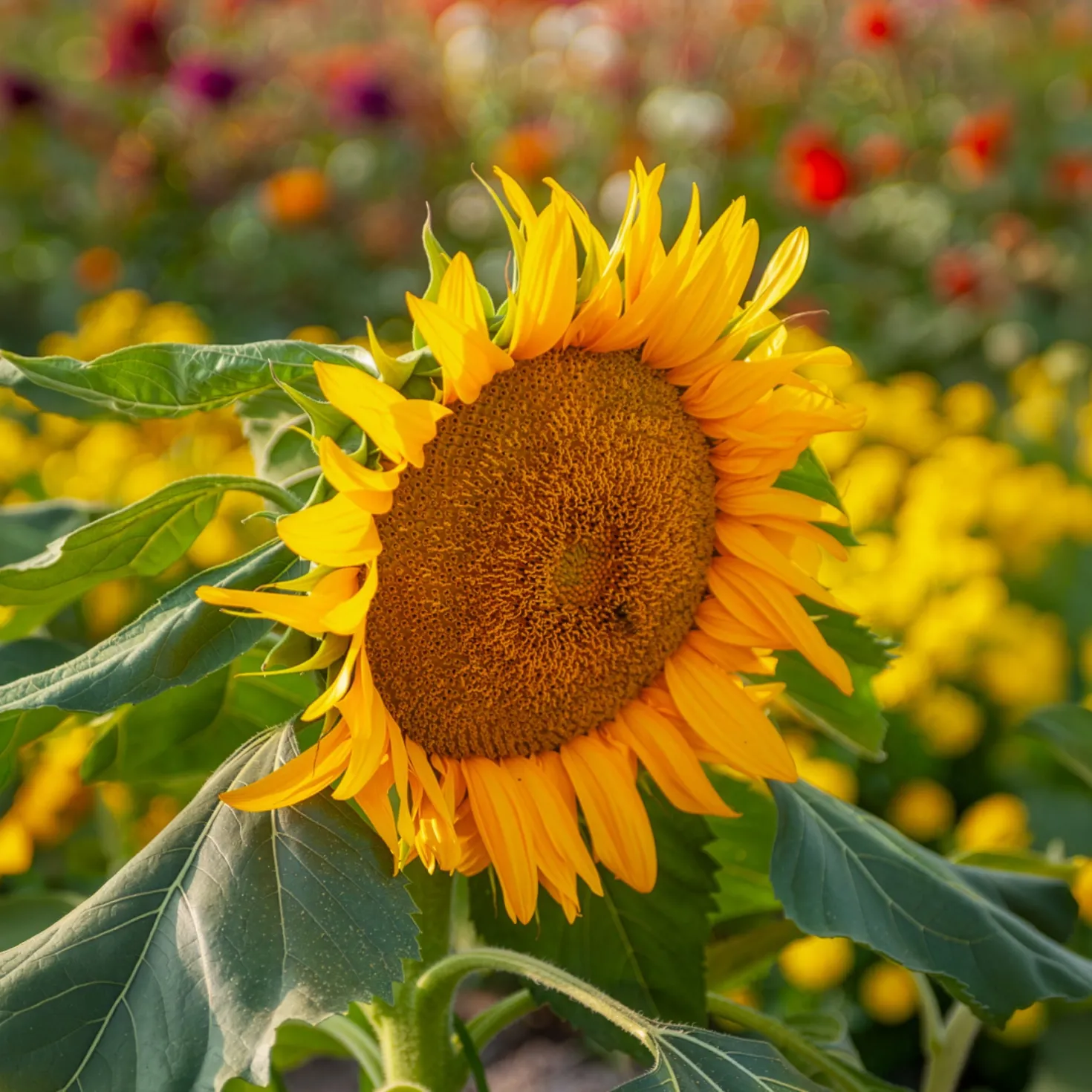 Sonnenblume 'Sunspot' - Große Blüten auf dem Balkon