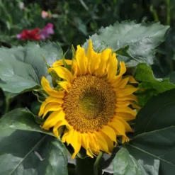 Sonnenblume 'Sunspot' - Große Blüten auf dem Balkon