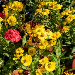 Sonnenbraut Kanaria - Sommerfarbe im Handumdrehen