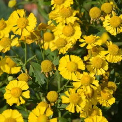 Sonnenbraut Kanaria - Sommerfarbe im Handumdrehen