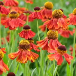 Sonnenbraut ‘Moerheim Beauty’ - Feuriges Beet den ganzen Sommer