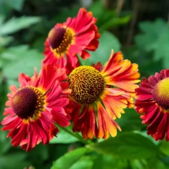 Sonnenbraut 'Red Jewel' - Rotes Feuer im Beet