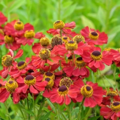 Sonnenbraut 'Red Jewel' - Rotes Feuer im Beet