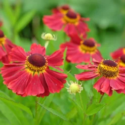 Sonnenbraut 'Red Jewel' - Rotes Feuer im Beet