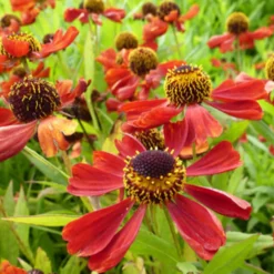 Sonnenbraut ‘Rubinzwerg’ - Feuerrot bis in den Herbst