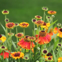 Sonnenbraut Sahins Early Flowerer ® - Farbfeuerwerk den ganzen Sommer