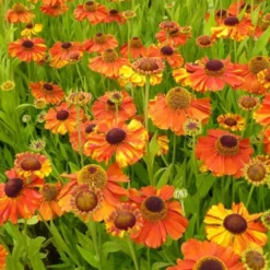Sonnenbraut Sahins Early Flowerer ® - Farbfeuerwerk den ganzen Sommer