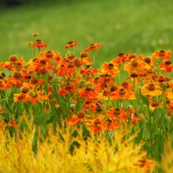 Sonnenbraut 'Waltraut' - Sonnenfarben bis Oktober