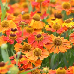 Sonnenbraut 'Waltraut' - Sonnenfarben bis Oktober