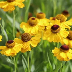 Sonnenbraut Wyndley - Sommerfarbe ohne Aufwand
