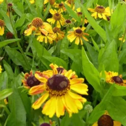 Sonnenbraut Wyndley - Sommerfarbe ohne Aufwand