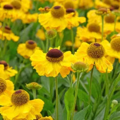 Sonnenbraut Wyndley - Sommerfarbe ohne Aufwand