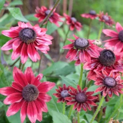 Sonnenhut Cherry Brandy (x2) - Kirschrote Blüten sofort