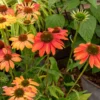 Sonnenhut Cheyenne Spirit - Ein Farbenmeer im Beet