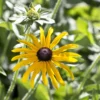 Sonnenhut ‘Deamii’ - Goldene Blüten bis Oktober