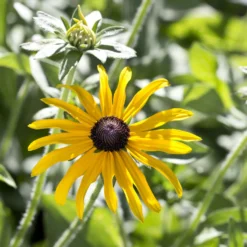 Sonnenhut ‘Deamii’ - Goldene Blüten bis Oktober
