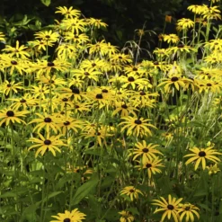 Sonnenhut ‘Deamii’ - Goldene Blüten bis Oktober
