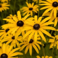 Sonnenhut ‘Deamii’ - Goldene Blüten bis Oktober