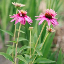 Sonnenhut ‘Double-Decker’ - Zwei Blüten in einer