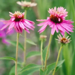 Sonnenhut ‘Double-Decker’ - Zwei Blüten in einer