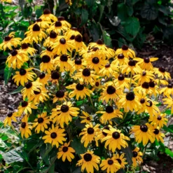 Sonnenhut 'Early Bird Gold' - Goldene Blüten den ganzen Sommer