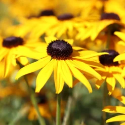 Sonnenhut 'Early Bird Gold' - Goldene Blüten den ganzen Sommer