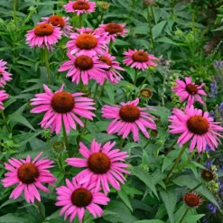 Sonnenhut 'Fatal Attraction' - Pink, das lange blüht