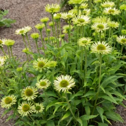 Sonnenhut ‘Green Jewel’ - Grün blüht anders