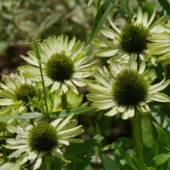Sonnenhut ‘Green Jewel’ - Grün blüht anders