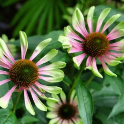 Sonnenhut 'Green Twister - Grün-rote Blüten den ganzen Sommer