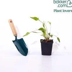 Sonnenhut 'Green Twister - Grün-rote Blüten den ganzen Sommer