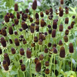 Sonnenhut ‘Green Wizard’ - Blüten wie aus einer anderen Welt