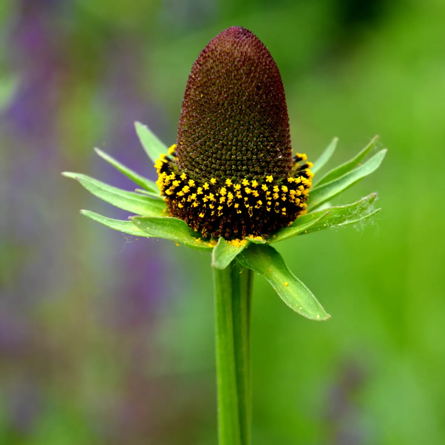 Sonnenhut ‘Green Wizard’ - Blüten wie aus einer anderen Welt