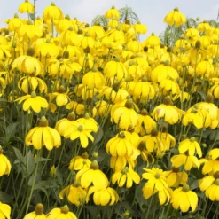 Sonnenhut ‘Herbstsonne’ - Goldene Blüten bis Oktober