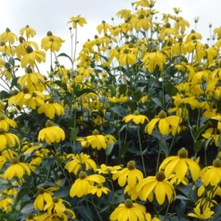 Sonnenhut ‘Herbstsonne’ - Goldene Blüten bis Oktober