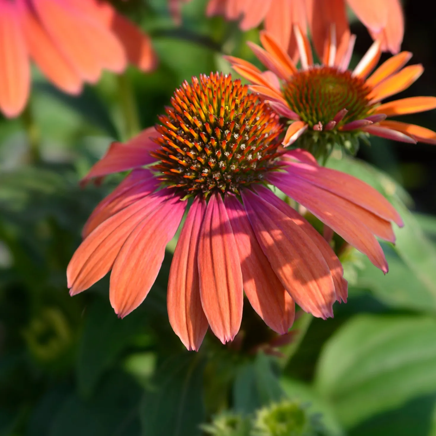 Sonnenhut ‘Julia’ - Orange Blüten den ganzen Sommer