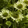 Sonnenhut ‘Little Goldstar’ - Goldgelb den ganzen Sommer