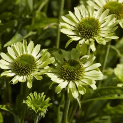 Sonnenhut ‘Little Goldstar’ - Goldgelb den ganzen Sommer