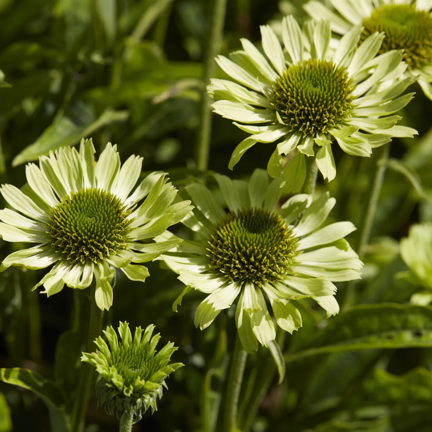 Sonnenhut ‘Little Goldstar’ - Goldgelb den ganzen Sommer