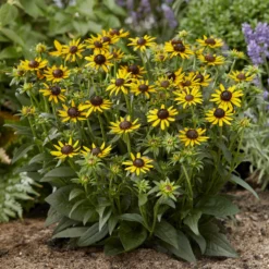 Sonnenhut ‘Little Goldstar’ - Goldgelb den ganzen Sommer