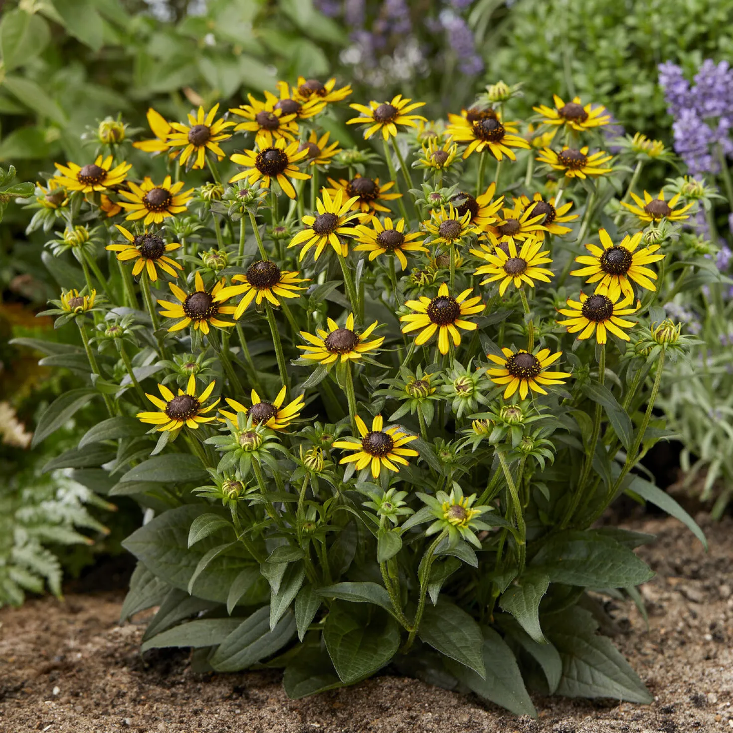 Sonnenhut ‘Little Goldstar’ - Goldgelb den ganzen Sommer