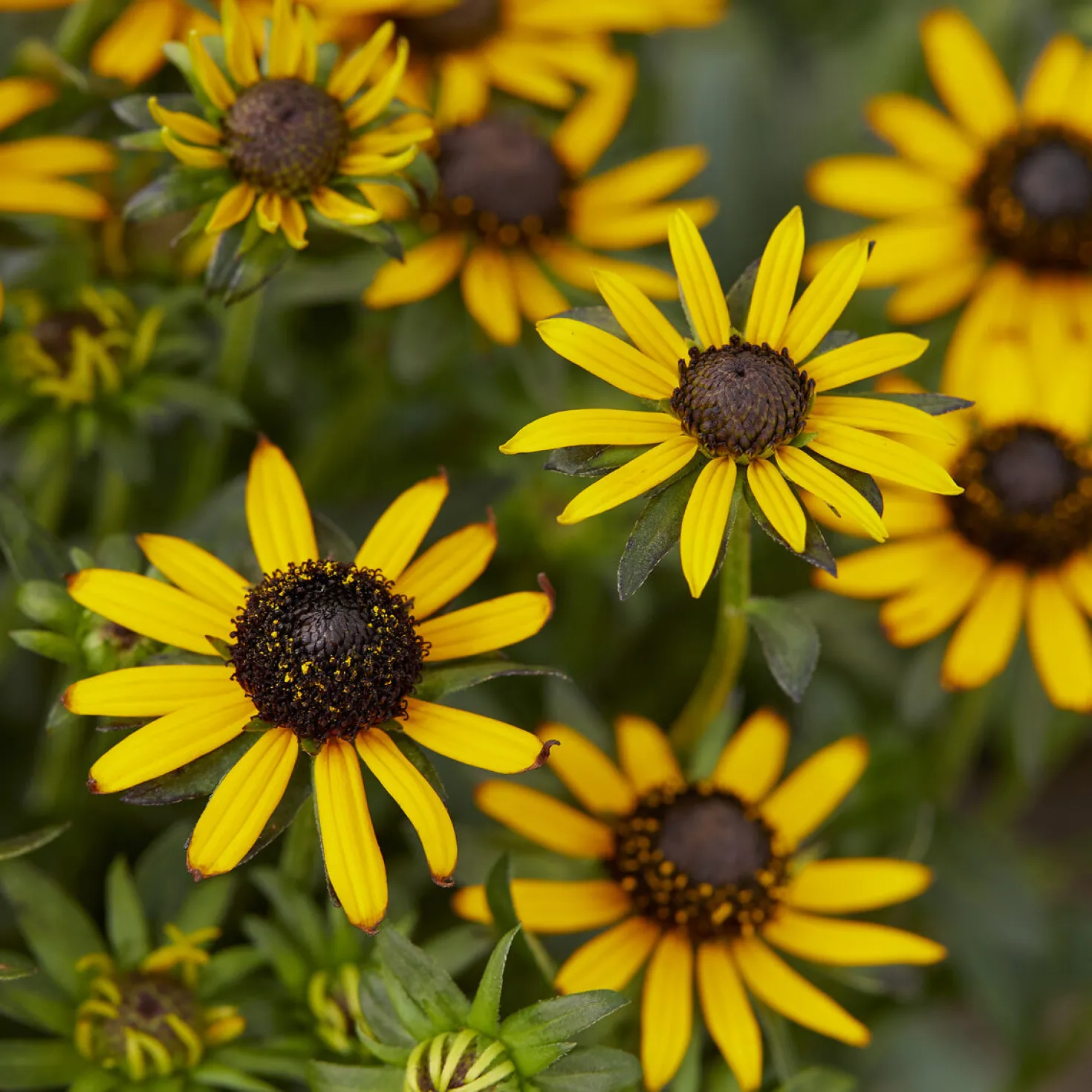 Sonnenhut ‘Little Goldstar’ - Goldgelb den ganzen Sommer