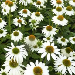 Sonnenhut ‘Pow Wow White’ - Reinweiß, blüht monatelang