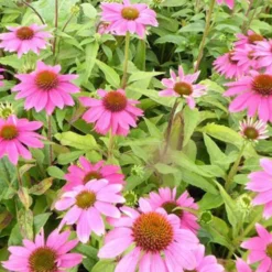 Sonnenhut 'Pow Wow Wild Berry' - Farbfeuerwerk den ganzen Sommer