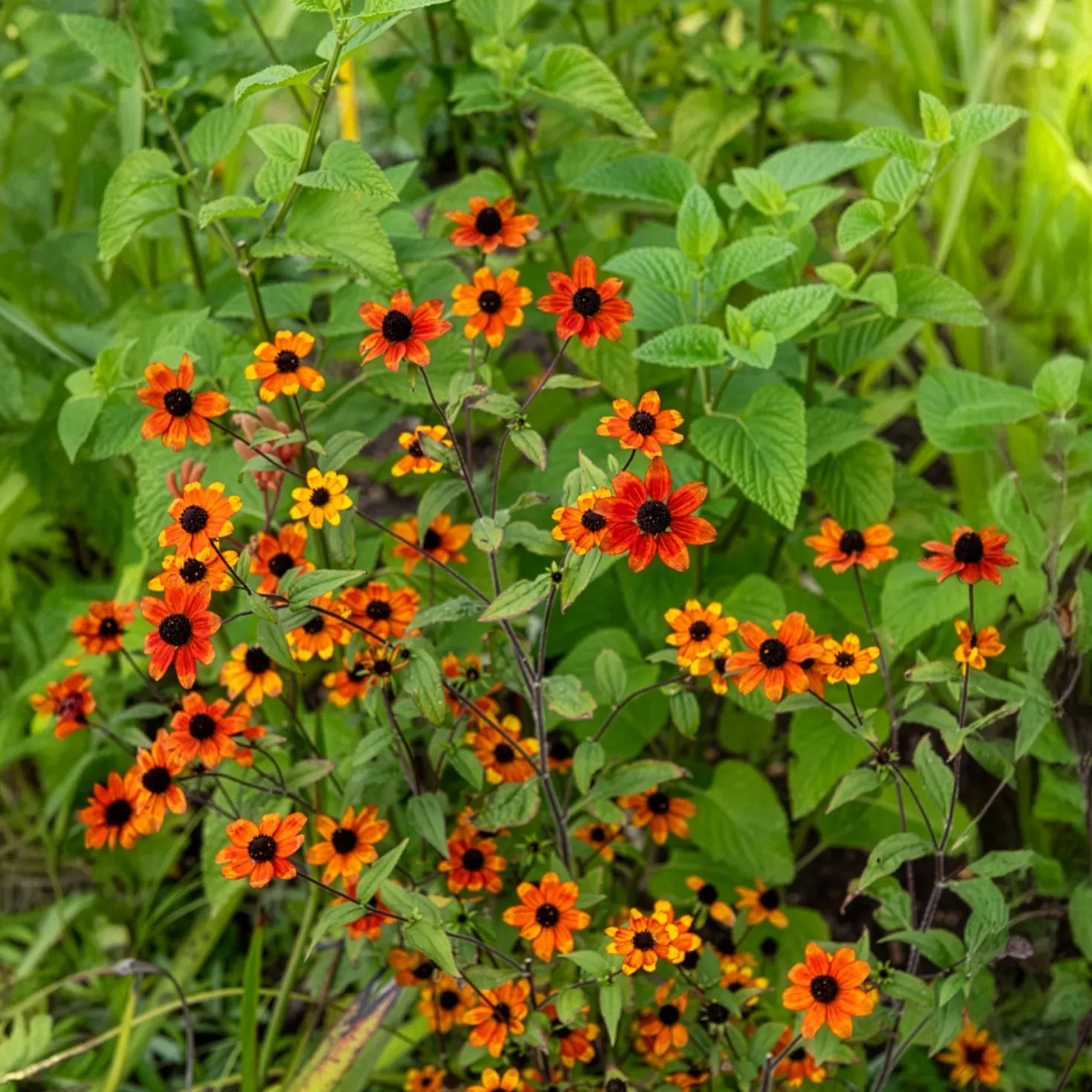 Sonnenhut Prairie Glow - Farbfeuerwerk bis in den Herbst