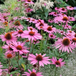 Sonnenhut ‘Rubinstern’ - Rubinrote Blüten den ganzen Sommer