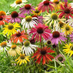 Sonnenhut + Rudbeckia 'Goldsturm' Mischung (x10) - Sommer voller Farben