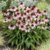 Sonnenhut 'Special White Purple' - Zwei Farben, eine Blüte