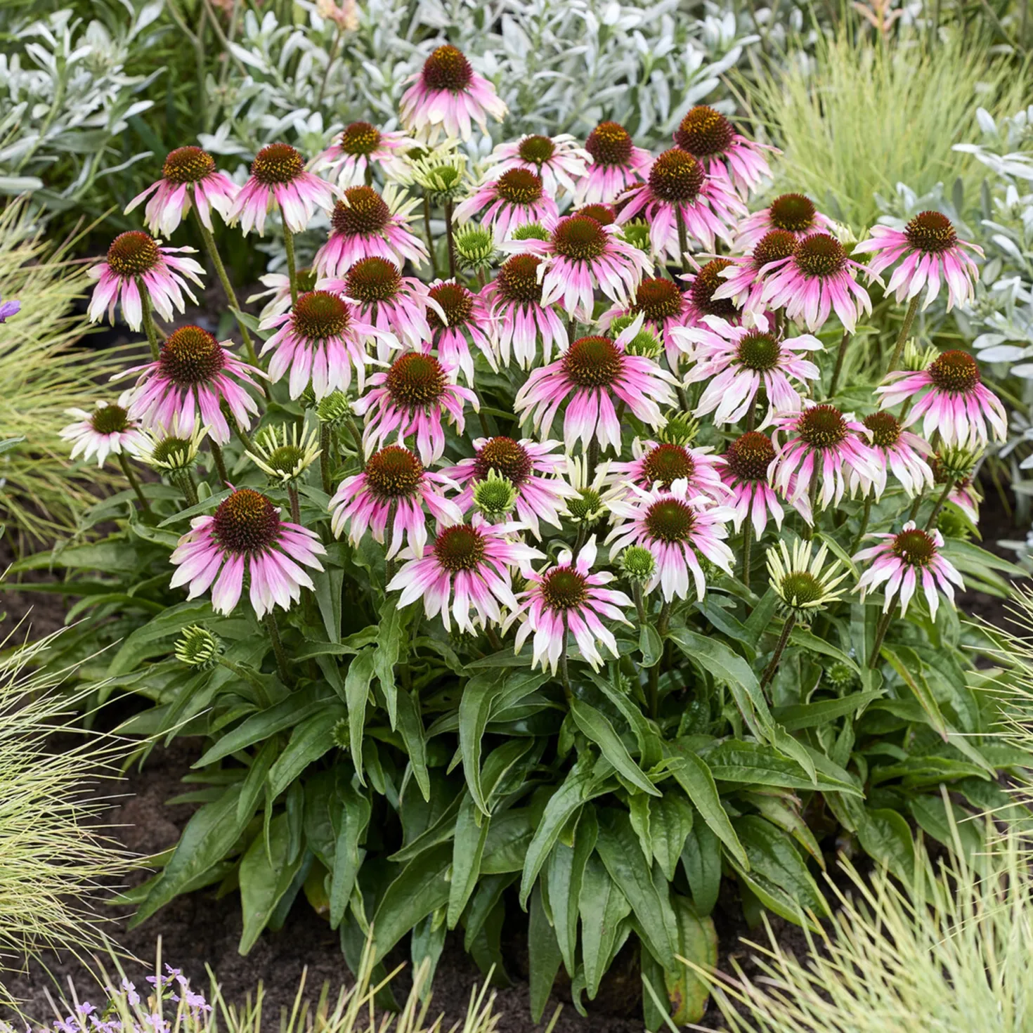 Sonnenhut 'Special White Purple' - Zwei Farben, eine Blüte
